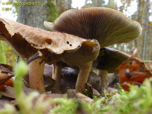 Hypholoma lateritium - 