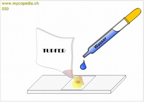 Primordialhyphen - 