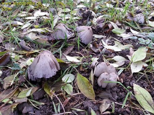 Coprinopsis atramentaria - 