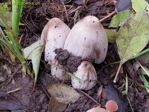 Coprinopsis atramentaria - 