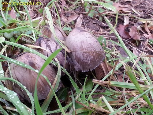 Coprinopsis atramentaria - 