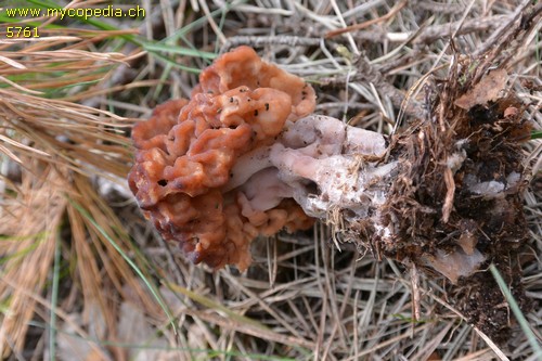 Gyromitra esculenta - 