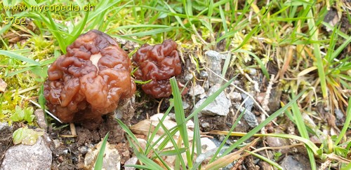 Gyromitra esculenta - 