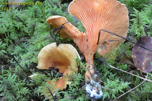 Hygrophoropsis aurantiaca - 