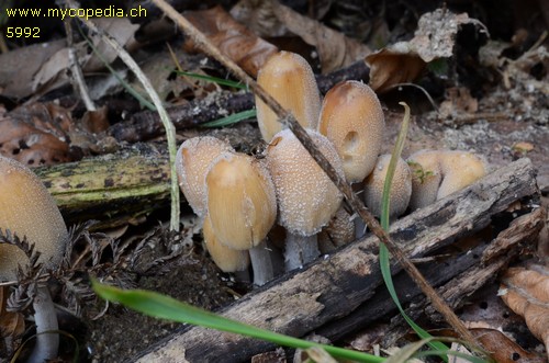 Coprinellus micaceus - 