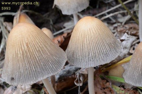 Coprinellus micaceus - 