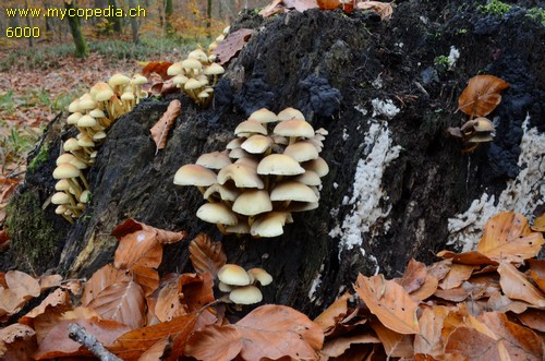 Hypholoma fasciculare - 