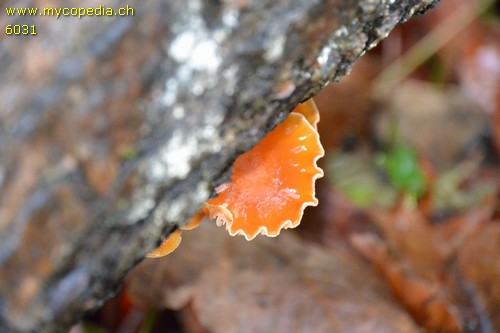 Flammulina velutipes - 