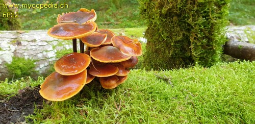 Flammulina velutipes - 