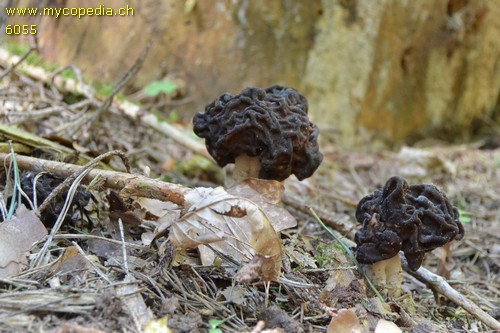 Gyromitra esculenta - 