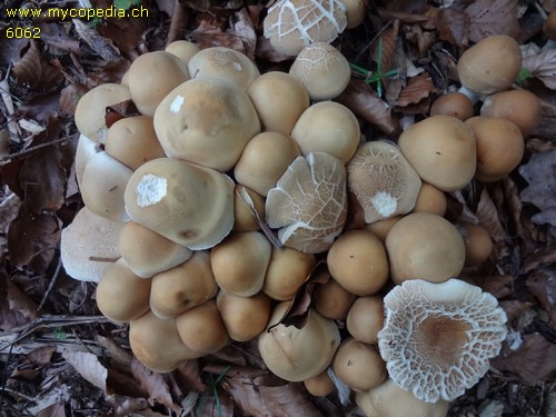 Agrocybe praecox - 