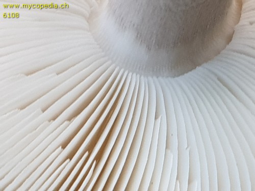 Amanita excelsa - 