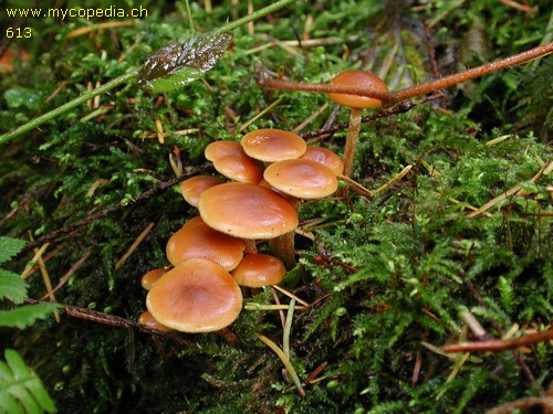 Galerina marginata - 