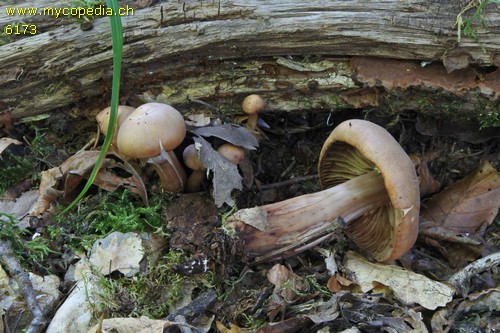 Gymnopus fusipes - 