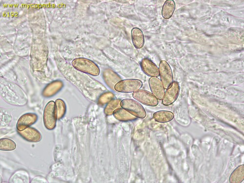 Inosperma cervicolor - Spore/n - 