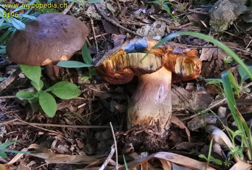 Neoboletus praestigiator - 