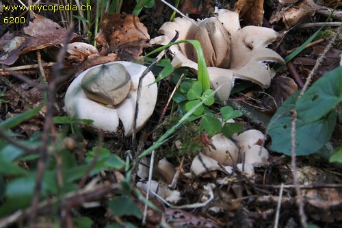 Geastrum sessile - 