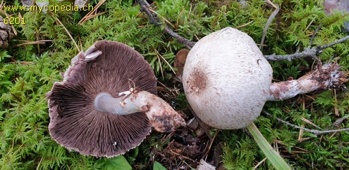 Agaricus silvaticus - 