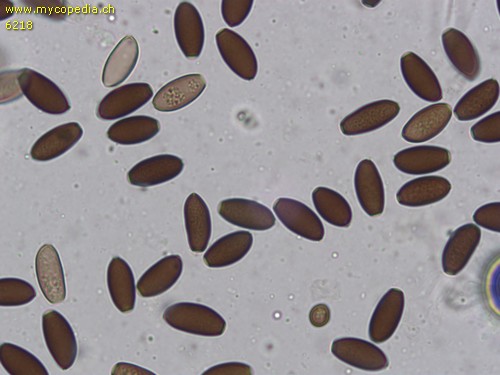 Psathyrella microrhiza - 