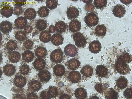 Scleroderma bovista - Spore/n - 