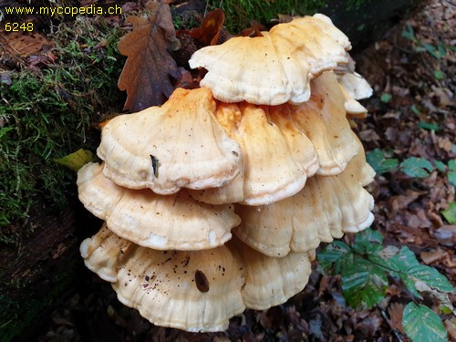 Laetiporus sulphureus - 