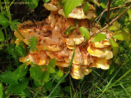 Laetiporus sulphureus - 