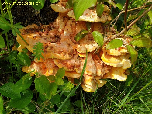 Laetiporus sulphureus - 