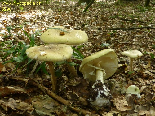 Phalloides-Syndrom - 