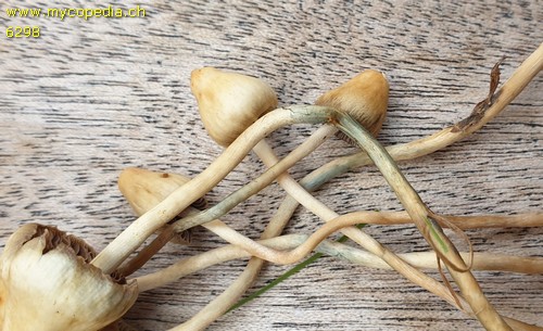 Psilocybin-Syndrom - 