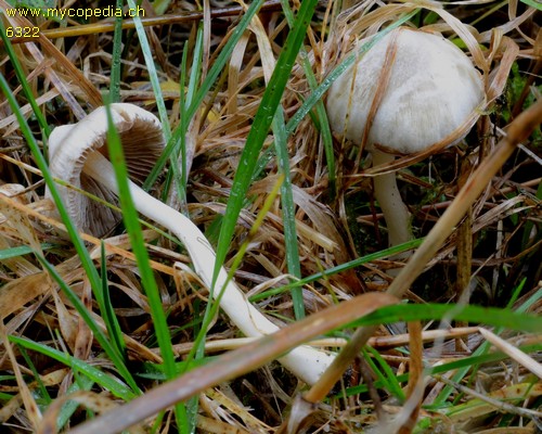 Inocybe geophylla - 