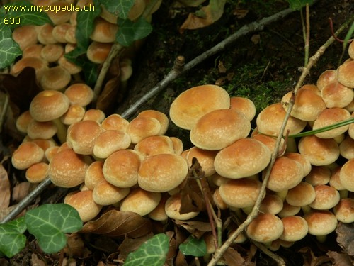 Hypholoma fasciculare - 