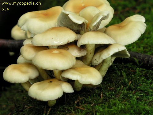 Hypholoma fasciculare - 