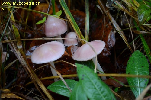 Mycena rosea - 