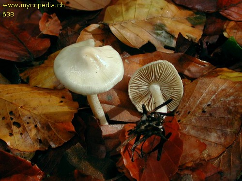 Inocybe geophylla - 