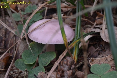 Mycena rosea - 