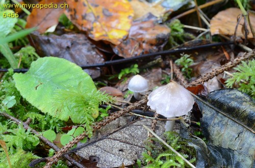 Inocybe lilacina - 