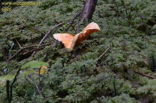 Hygrophoropsis aurantiaca - 