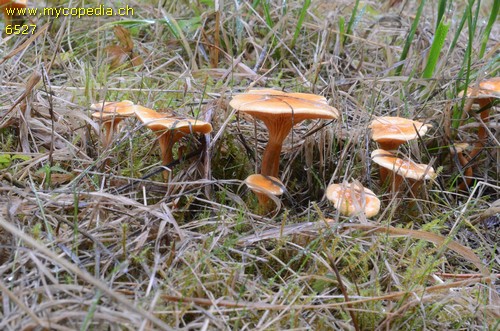 Hygrophoropsis aurantiaca - 