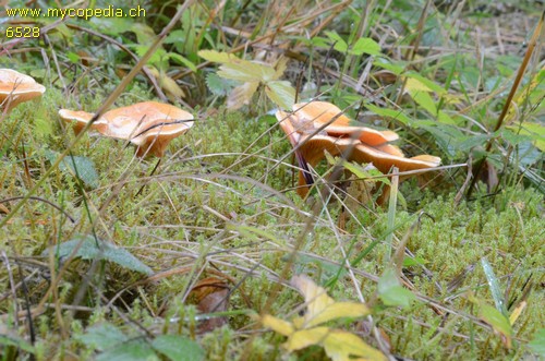 Hygrophoropsis aurantiaca - 