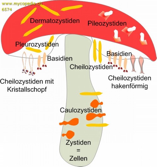 Zystidenarten - 