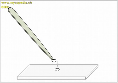 Quetschprparate - 