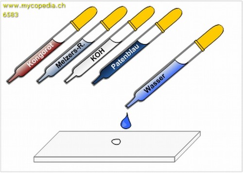 Quetschprparate - 