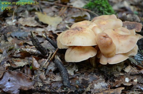 Gymnopus fusipes - 