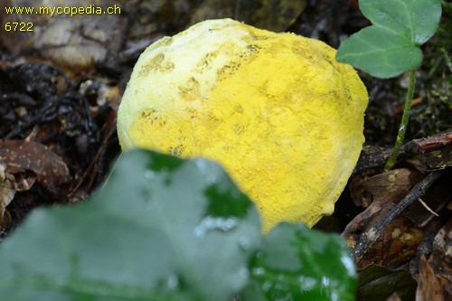 Hypomyces chrysospermus - 