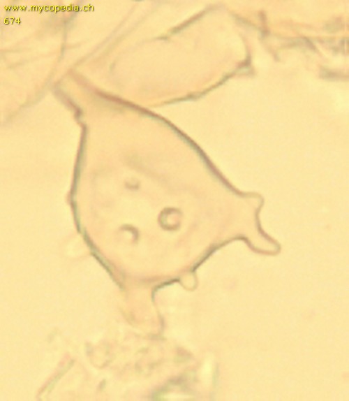 Phaeolepiota aurea - HDS Zellen - 