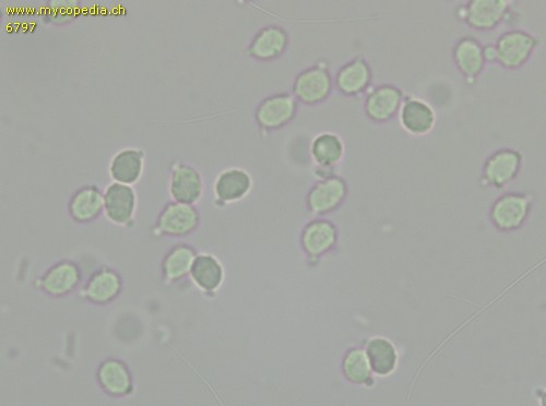 Zhuliangomyces ochraceoluteus - Sporen - Wasser  - 