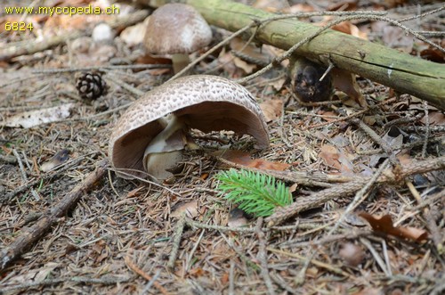 Agaricus silvaticus - 