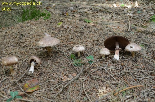 Agaricus silvaticus - 