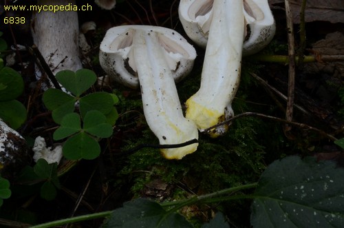 Agaricus xanthoderma - 