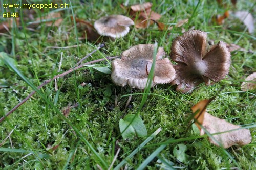 Inocybe corydalina - 